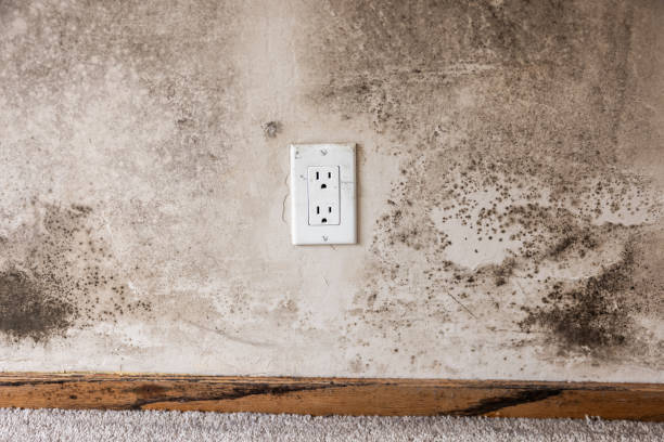 Best HVAC Mold Inspection and Cleaning  in Apalachin, NY